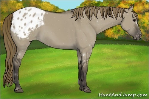Horse Color:Smoky Grullo Appaloosa 