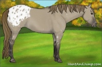 Horse Color:Smoky Grullo Appaloosa 