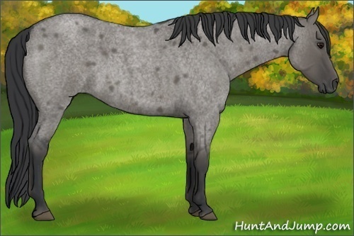 Horse Color:Grullo Roan 