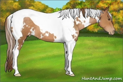 Horse Color:White Spotted Brown Pearl Tobiano