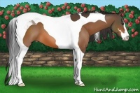 Horse Color:Brown Sabino Tobiano