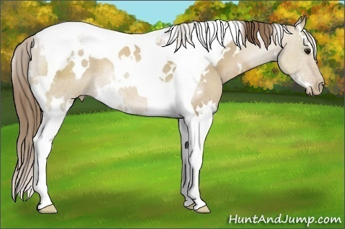 Horse Color:White Spotted Grullo Pearl Tobiano Rabicano