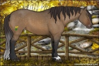 Horse Color:Brown Dun Appaloosa