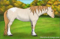 Horse Color:Watercolor Red Dun Appaloosa Rabicano 