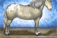 Horse Color:Silver Smoky Grullo Chinchilla Appaloosa 