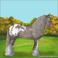 Horse Color:White Spotted Silver Blue Roan Appaloosa