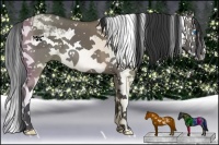 Horse Color:Grullo Sabino Splash  and Grullo Sabino Splash 