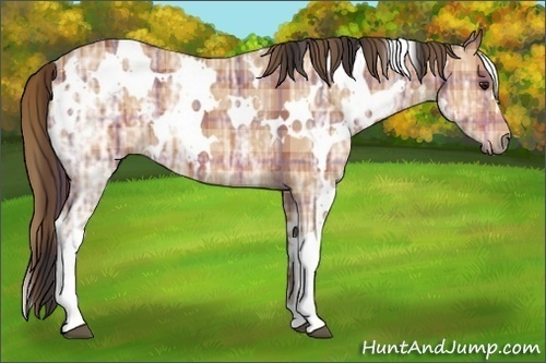 Horse Color:Plaid  White Spotted Bay Ice 
