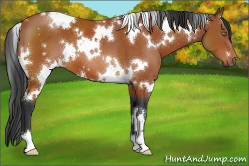 Horse Color:White Spotted Bay
