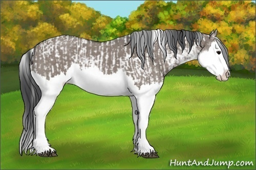 Horse Color:Grullo Sabino Splash  and Grullo Sabino Splash 