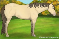 Horse Color:Amber Cream Champagne 