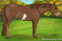 Horse Color:Gray Chestnut Frame 