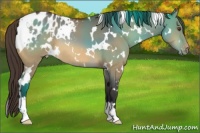 Horse Color:White Spotted Bay Dun Appaloosa 
