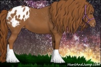 Horse Color:Chestnut Appaloosa