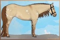 Horse Color:White Spotted Red Dun