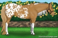 Horse Color:Chestnut Tobiano Blanket