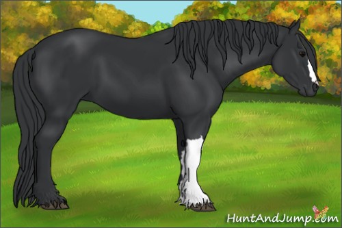 Horse Color:Black 