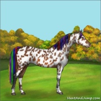 Horse Color:Painted Bay Sabino Appaloosa 