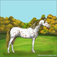 Horse Color:Painted Sable Champagne Tobiano Near Leopard