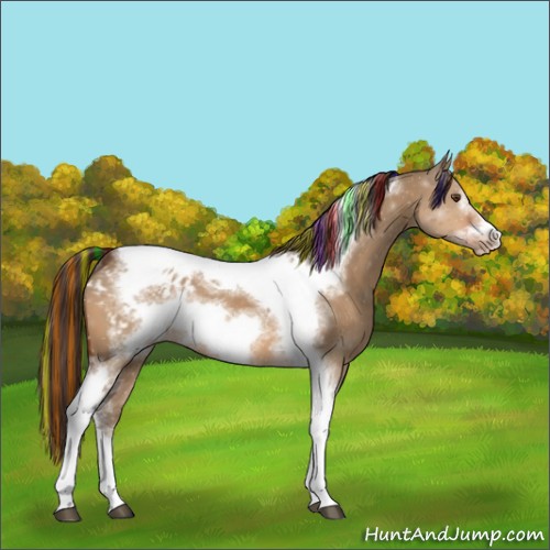 Horse Color:Painted Bay Dun Sabino Tobiano Frame Appaloosa Rabicano 