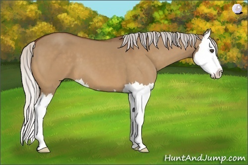 Horse Color:Silver Bay Dun Sabino Splash 