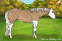 Horse Color:Silver Bay Dun Sabino Splash