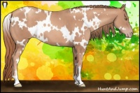Horse Color:White Spotted Gold Champagne 