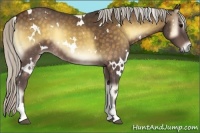 Horse Color:White Spotted Silver Buckskin Onyx 