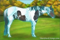 Horse Color:Thunderstruck Brown Tobiano Appaloosa 