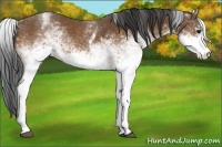 Horse Color:White Spotted Bay 