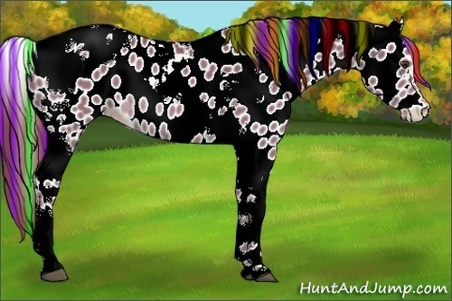 Horse Color:Painted Chestnut Tobiano Appaloosa Rabicano 