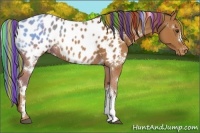 Horse Color:Painted White Spotted Chestnut Near Leopard Rabicano