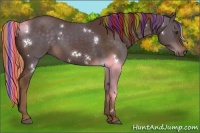 Horse Color:Painted White Spotted Liver Chestnut Rabicano 