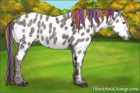 Horse Color:Painted Liver Chestnut Ice Appaloosa 