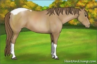 Horse Color:Black Pearl Sabino Tobiano Rabicano