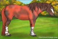 Horse Color:White Spotted Liver Chestnut 