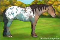 Horse Color:Sable Champagne Appaloosa 