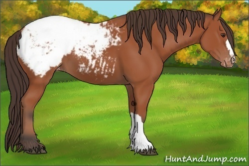 Horse Color:Bay Appaloosa 