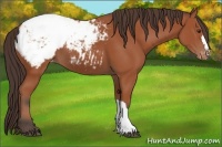 Horse Color:Bay Appaloosa 