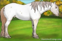 Horse Color:White Spotted Classic Champagne Dun Near Fewspot