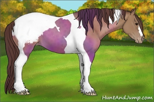Horse Color:Classic Champagne Tobiano Appaloosa 
