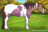 Horse Color:Classic Champagne Tobiano Appaloosa