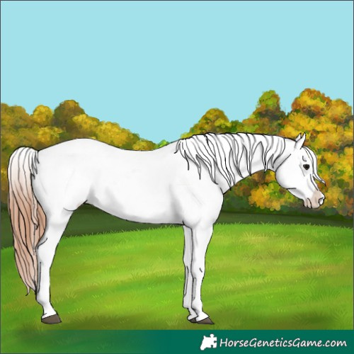 Horse Color:White Spotted Bay Appaloosa 