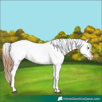 Horse Color:White Spotted Bay Appaloosa 