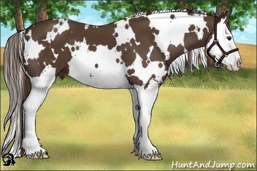 Horse Color:White Spotted Liver Chestnut Splash 