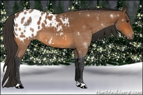 Horse Color:Bay Roan Appaloosa 
