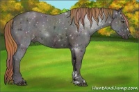 Horse Color:Nacre Midnight Red Dun Ice Sabino Rabicano 