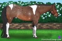 Horse Color:Bay Tobiano 