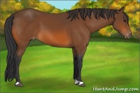 Horse Color:Bay Appaloosa 