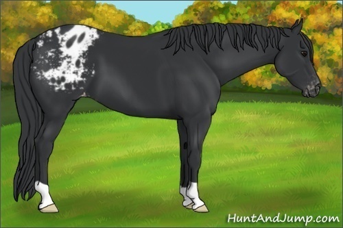 Horse Color:Black Appaloosa 